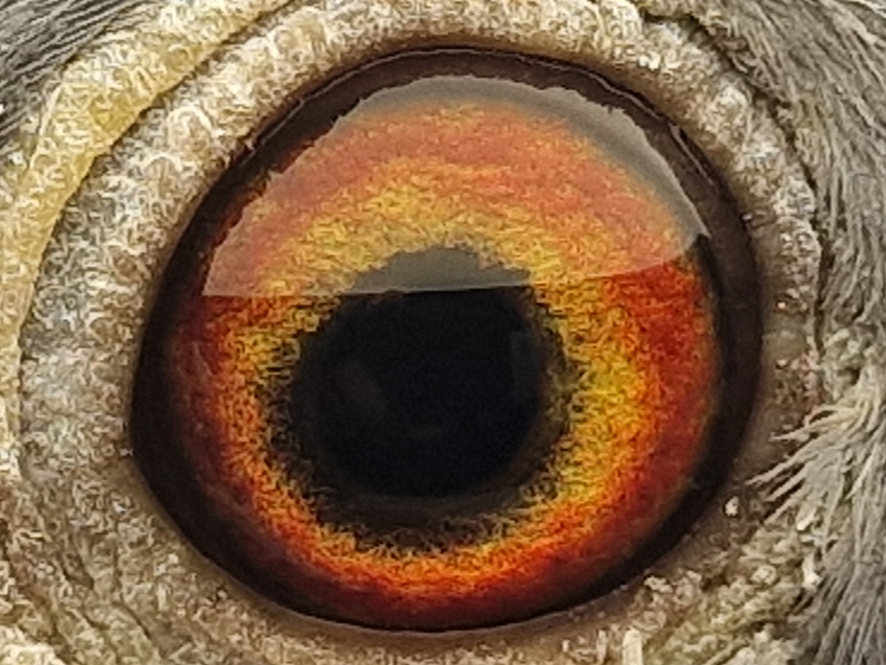 Pigeon eye